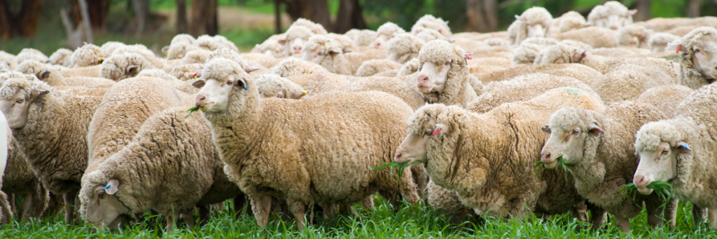 A herd of sheep can be seen. 