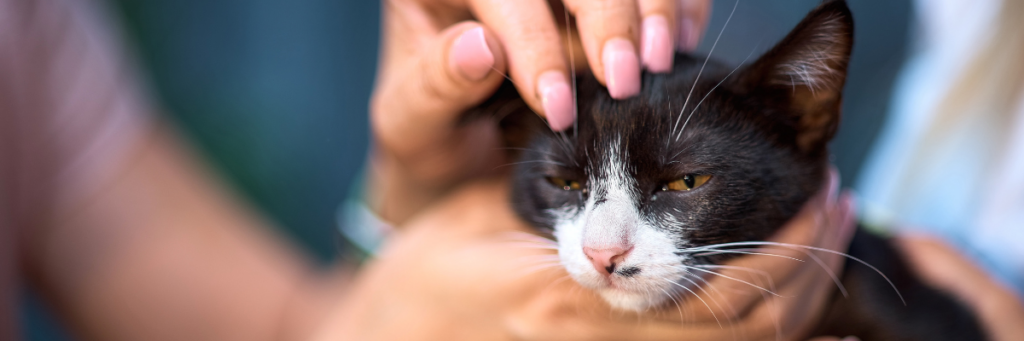 Zwischenbild: Ehrenamt im Tierschutz - Eine Katze wird gestreichelt