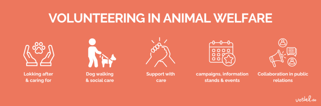 volunteerinig in animal welfare: volunteering opportunitys