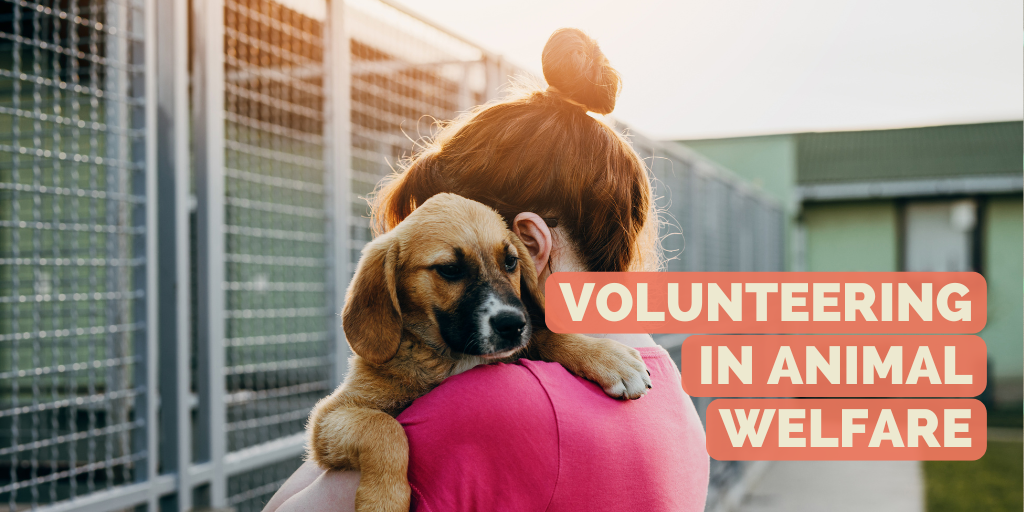 Cover picture: Volunteering in animal welfare